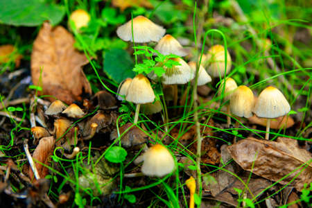 Mushrooms with thin legs . Mycena leptocephala fungus