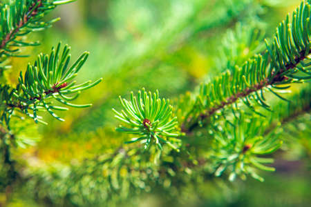 Macro Photo of  Needles on the fir branch . Evergreen tree branch