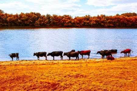 Cows in autumn . Cattle on the river shore in fall seasonの写真素材