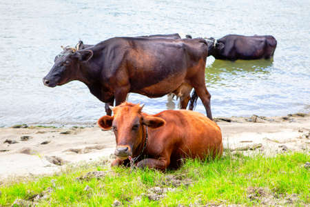 Cows on the riverside . Farm animals in the summer dayの写真素材
