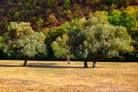 Meadow with trees . Colorful scenery of early autumnの写真素材