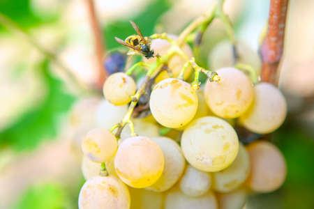 Wasp on grapes . Flying insect on a sweet fruitの写真素材