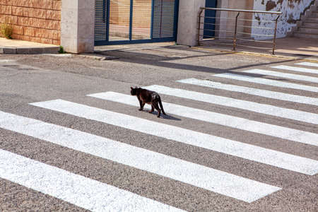 Black cat at crosswalk . Pedestrian crossingの写真素材