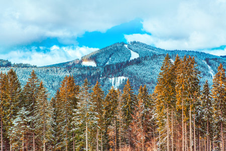 Tall pines scenery . Coniferous forest on the downhills