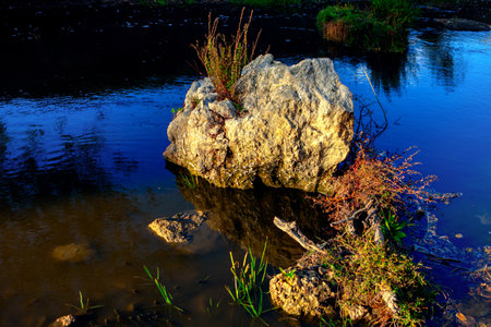 Plants growing on the rock in the river waterの写真素材