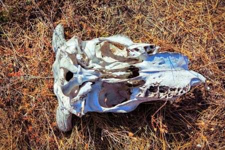 Bovine skull . Skull of a cow on the ground