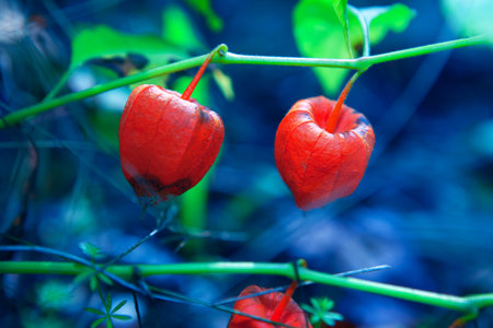 Colorful Chinese Lanterns Plants in Blue Light