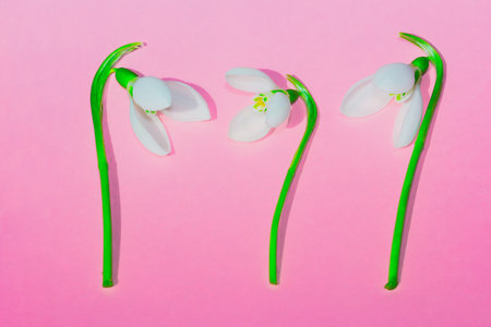 fresh snowdrops at pink backgroundの写真素材