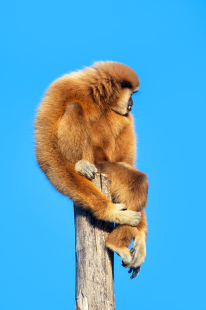 Gibbon standing on the log . Monkey at the branchの写真素材