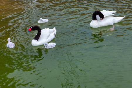 Black-necked swan . Family of rare birds . Waterfowl native to South Americaの写真素材