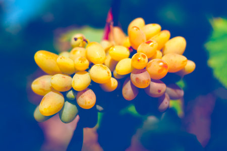 Aromatic grape growing in the garden . Sweet fruitの写真素材