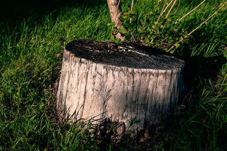 Old stump and green grass. Fairytale Forest