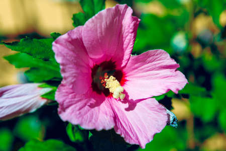 Pink summer flower with large petalsの写真素材
