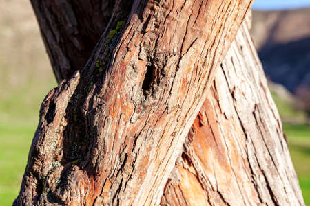 Details of coniferous trunk and tree barkの写真素材