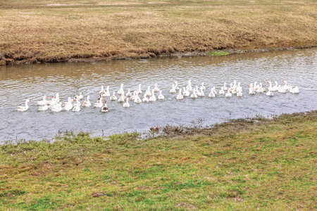 Flock of domestic ducks on the pondの写真素材