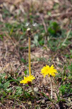 Dandelion flowers growing in the summerの写真素材