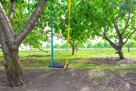 Swing in the garden . Cherry trees in the springの写真素材