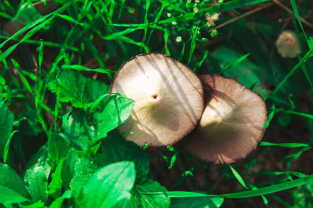 Mushrooms growing in the green grassの写真素材