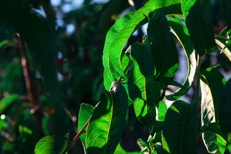 Fresh green tree leaves . Apricot tree branchesの写真素材