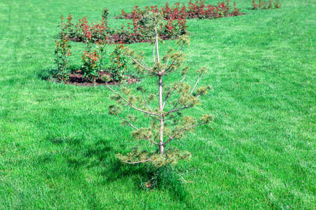 Growing fir tree on the lawn in the spring