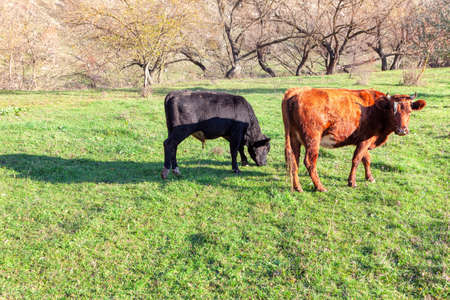 Cow and young calf on the meadow