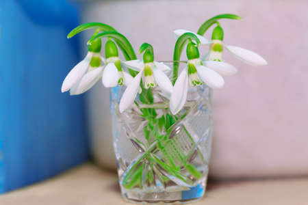Fresh snowdrops in a cup . First springtime flowers