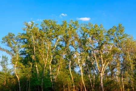 Spring trees against blue sky . Springtime poplar trees