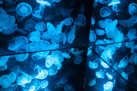 jellyfish in mirror reflection , deep in blue waterの写真素材