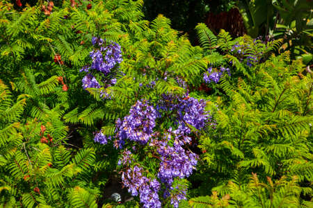 Tropical green plants with bell flowers