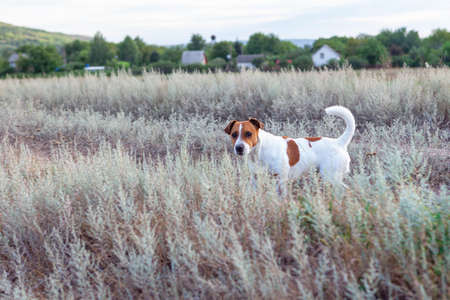 Dog standing in the dry grass . Domestic animal in the village . Rustic Petの写真素材