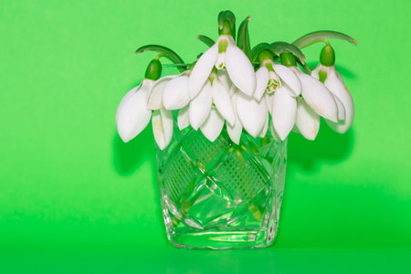 Spring flowers with white petals . Bouquet of fresh snowdropsの写真素材