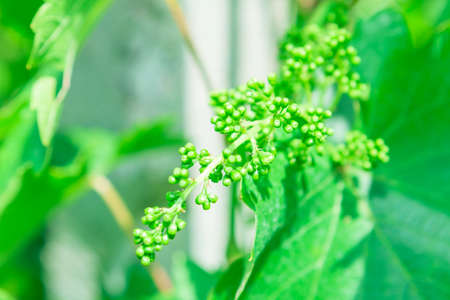 Bunch of Young Green Grapes , Growing in the Spring Season