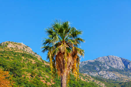Single palm tree surrounded by mountainsの写真素材
