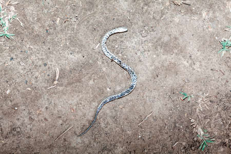 Dead snake laying on the dry groundの写真素材