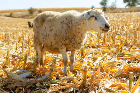 Pretty sheep eating corn . Portrait of cute farm animalの写真素材