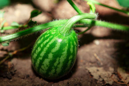 Homegrown watermelon . Melon grows in a home garden . Organic and healthy fruitの写真素材