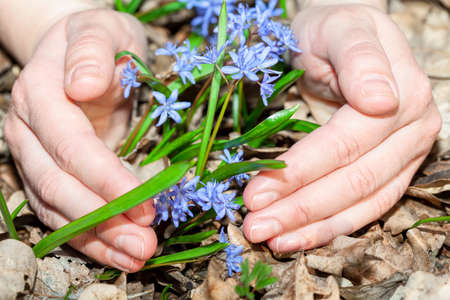 Hands trying to protect flowers. Nature protection concept