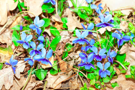 Sweet violets and dry leaves . Wildflowers in the springtimeの写真素材