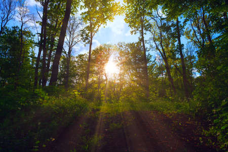 Sunbeam in the spring forest  . Rays in the branches . Fairytale woodland