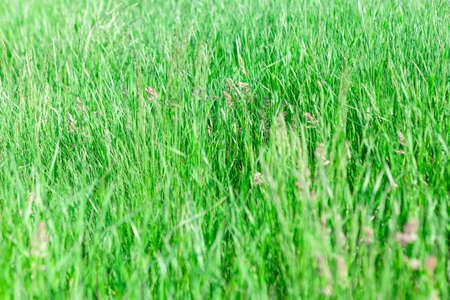 Green grass background . Uncultivated meadow in the summerの写真素材