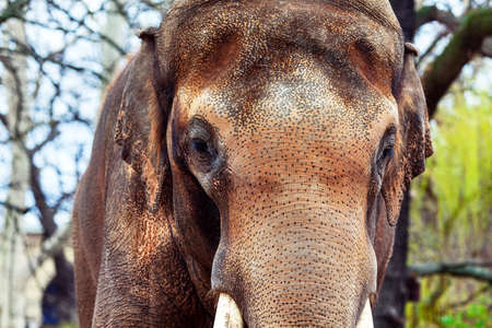 Portrait of Asian Elephant . Rough animal skin . Face details of Elephant