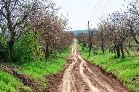Old dirty road . Rustic natural wayの写真素材