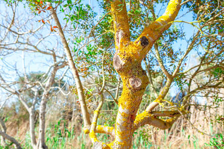 Tree with beautiful bark . Forest in the springtime