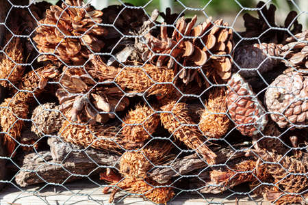 Pine cones used for decoration . Pine tree seeds