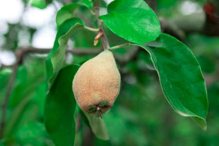 Quince on a branch with green leavesの写真素材