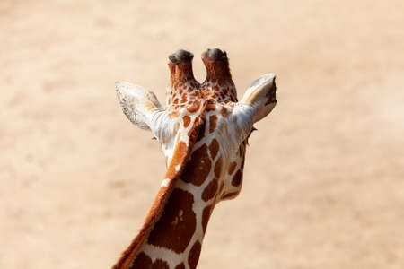 Rear view of giraffe head . Wild herbivorous animal . Animal head with small hornsの写真素材