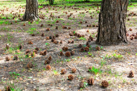 Coniferous cones on the ground . Fir tree trunks