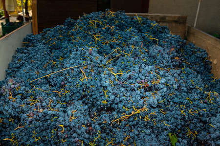 Grape harvested for wine production . Fresh crop background