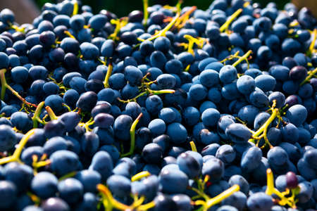Pinot noir grapes on background . Fresh tasty fruits