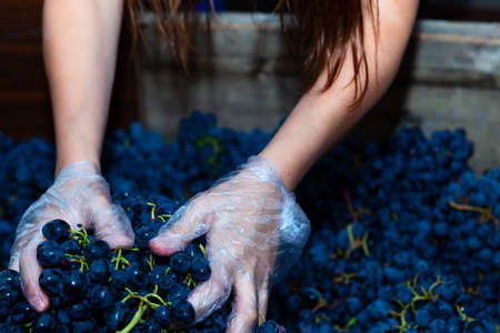 Woman hands picks grapes . Hands in plastic gloves .  Making home wine